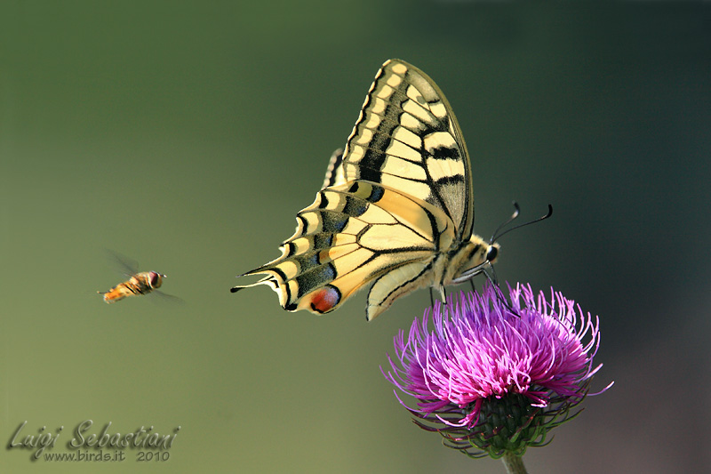 Papilio machaon